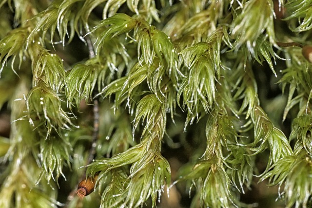 Bucklandiella 慈 植物 衬套 - 上的免费照片