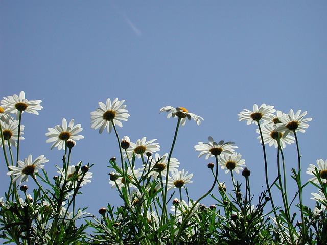 逆光 Persepktive 花 - 上的免费照片