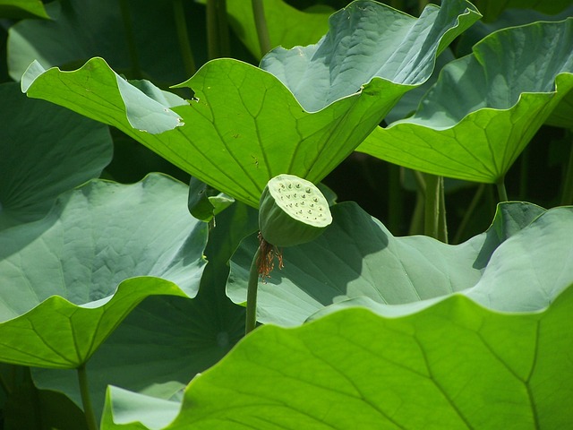 莲花 莲花种子头 树叶 - 上的免费照片