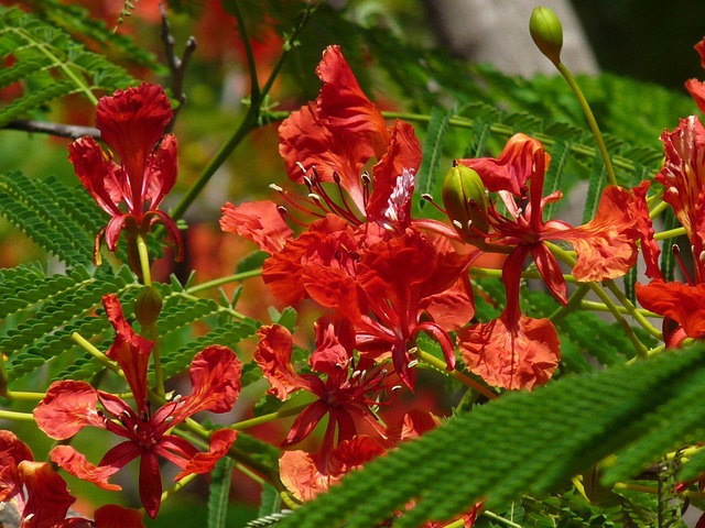 孔雀 开花的 微红 - 上的免费照片