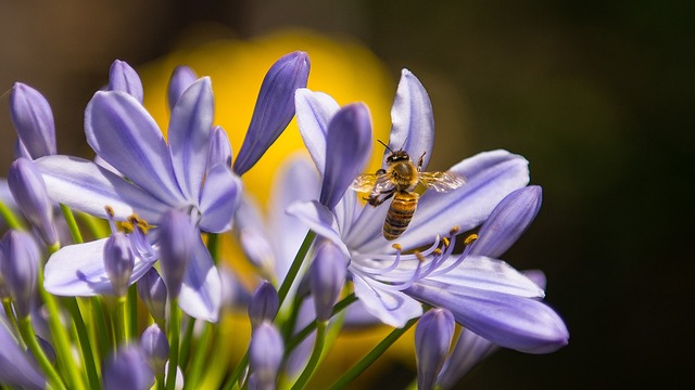 蜜蜂 昆虫 花朵 - 上的免费照片