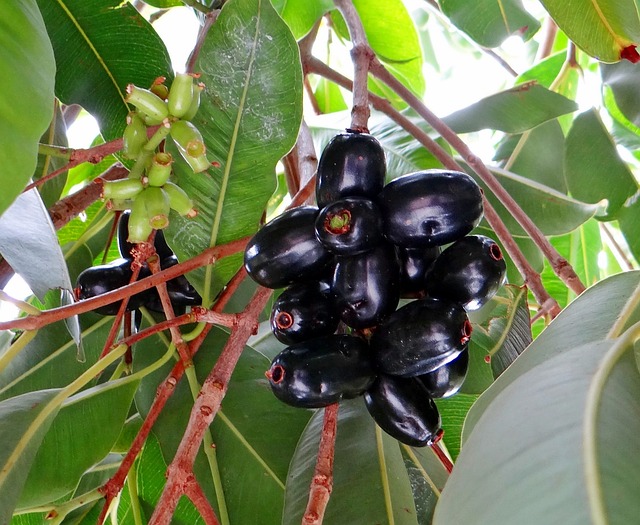 黑莓 Jamun 蒲 Cumini - 上的免费照片