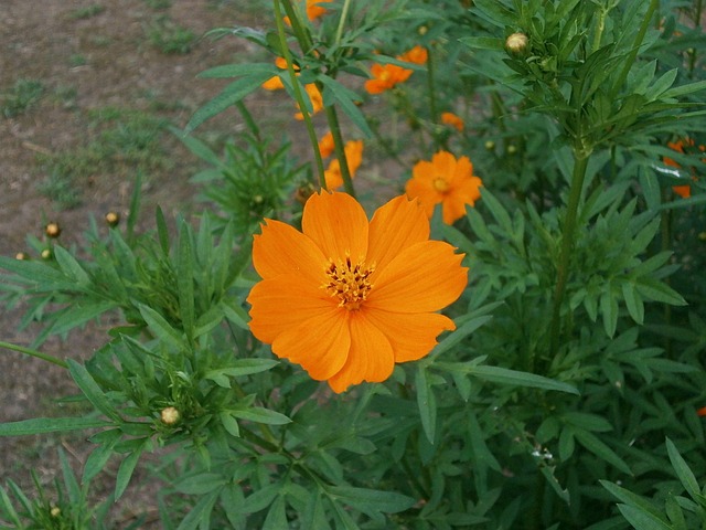 硫磺菌原宇宙 宇宙 橙花 - 上的免费照片