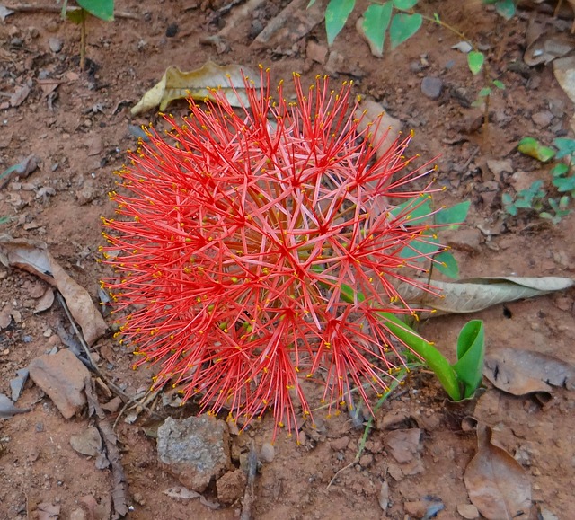百合 Scadoxus Multiflorus 火球莉莉 - 上的免费照片