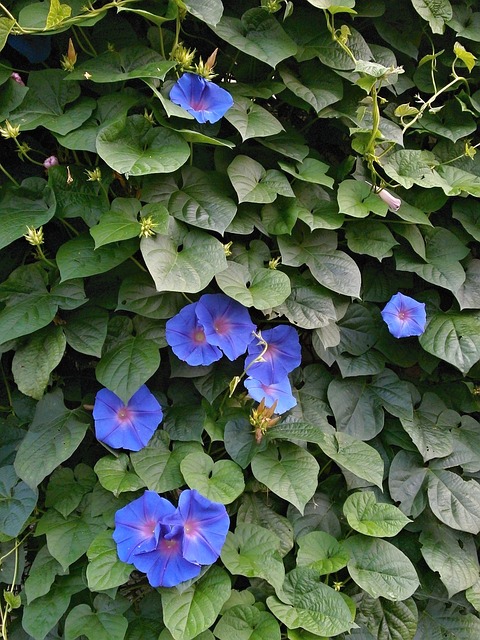 牵牛花 蓝色的花 夏天花 - 上的免费照片