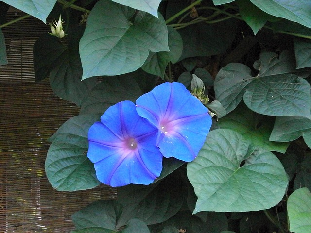 牵牛花 蓝色的花 夏天花 - 上的免费照片