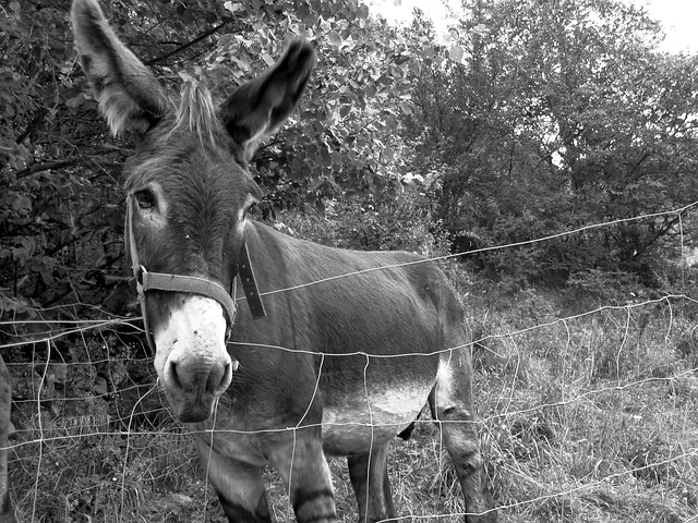 驴 动物 农场 - 上的免费照片