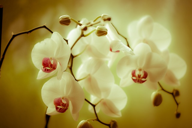 兰花 Phaleonopsis - 上的免费照片