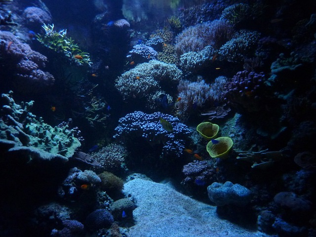 水族馆 背景 马林 - 上的免费照片