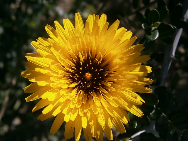 花 野生动植物群 野生草药 - 上的免费照片
