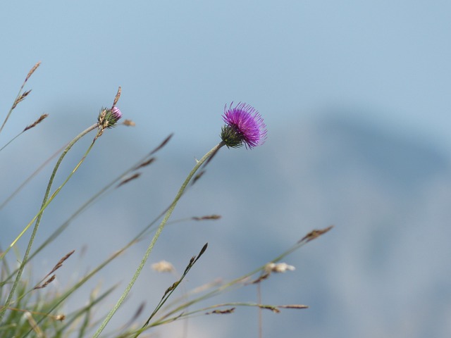 高山蓟 蓟 开花 - 上的免费照片
