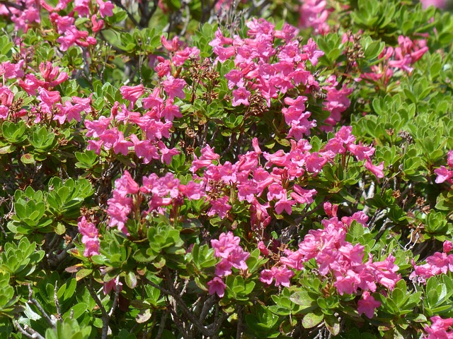 纤毛 Alpenrose 开花 粉色的 - 上的免费照片