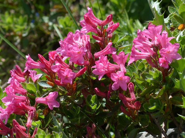 纤毛 Alpenrose 开花 高山玫瑰 - 上的免费照片