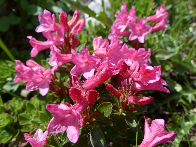 纤毛 Alpenrose 开花 高山玫瑰 - 上的免费照片