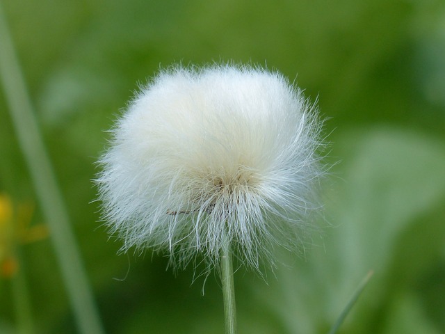 水果摊 Scheuchzers Cottongrass - 上的免费照片