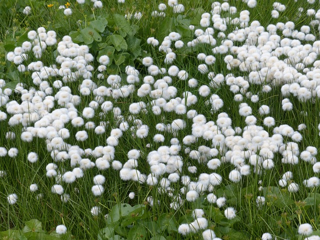 Scheuchzers Cottongrass Eriophorum - 上的免费照片