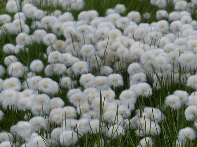 Scheuchzers Cottongrass Eriophorum - 上的免费照片