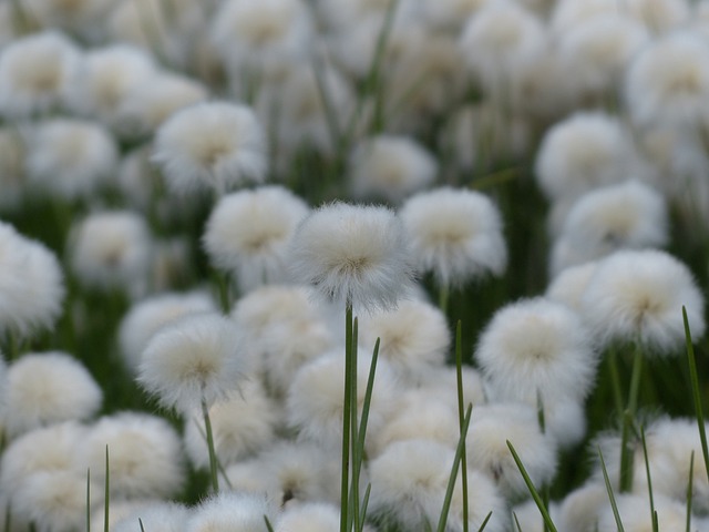 Scheuchzers Cottongrass Eriophorum - 上的免费照片