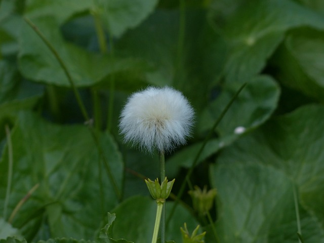 Scheuchzers Cottongrass Eriophorum - 上的免费照片