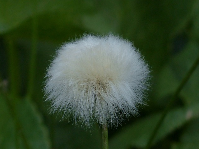 Scheuchzers Cottongrass Eriophorum - 上的免费照片