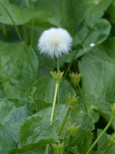 Scheuchzers Cottongrass Eriophorum - 上的免费照片