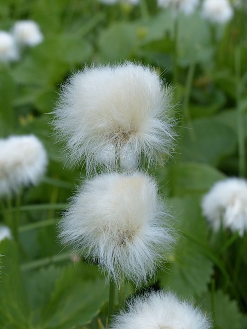 Scheuchzers Cottongrass Eriophorum - 上的免费照片