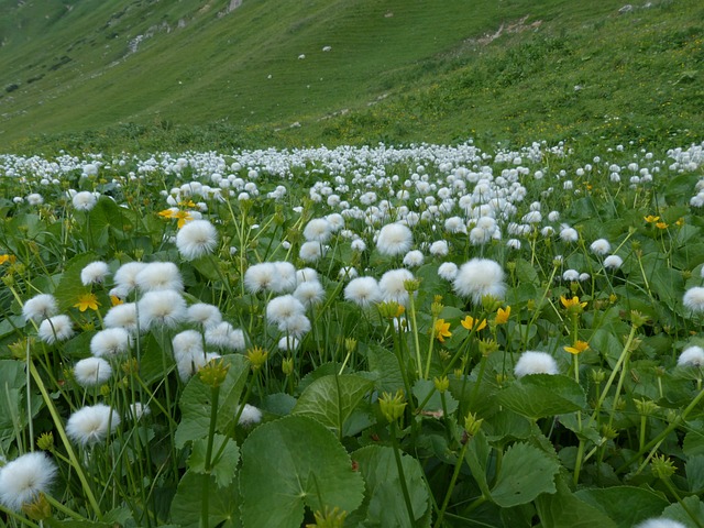 Scheuchzers Cottongrass Eriophorum - 上的免费照片