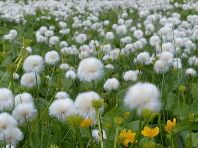 Scheuchzers Cottongrass Eriophorum - 上的免费照片