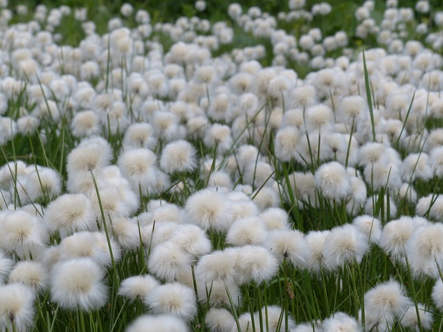 Scheuchzers Cottongrass Eriophorum - 上的免费照片