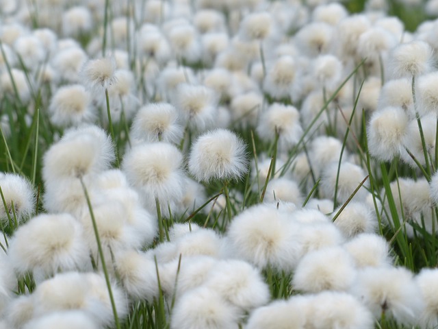 Scheuchzers Cottongrass Eriophorum - 上的免费照片