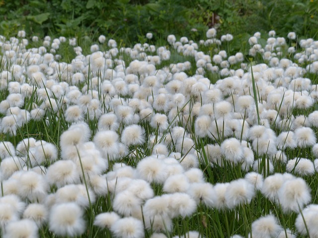Scheuchzers Cottongrass Eriophorum - 上的免费照片