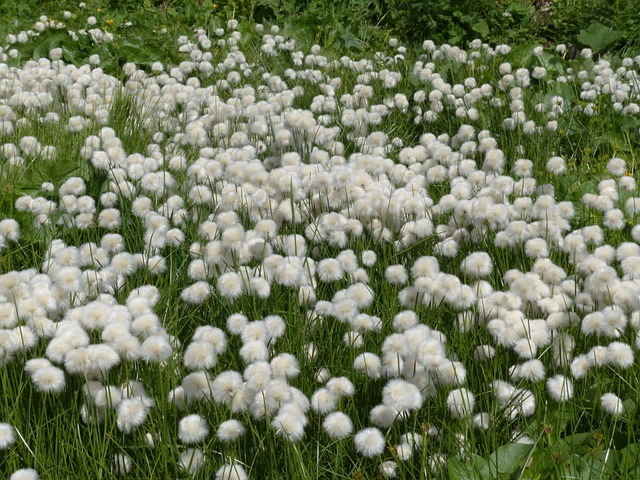 Scheuchzers Cottongrass Eriophorum - 上的免费照片