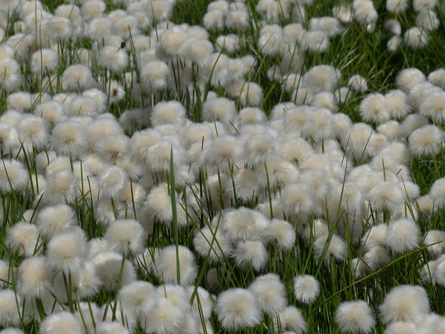 Scheuchzers Cottongrass Eriophorum - 上的免费照片