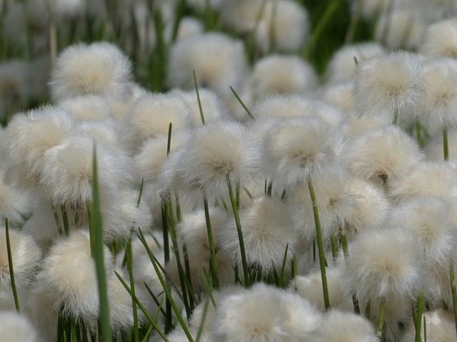 Scheuchzers Cottongrass Eriophorum - 上的免费照片