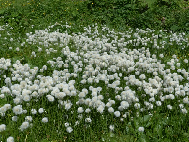 Scheuchzers Cottongrass Eriophorum - 上的免费照片