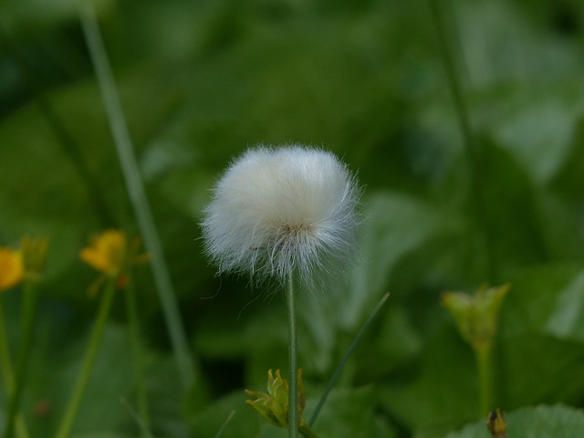 Scheuchzers Cottongrass Eriophorum - 上的免费照片
