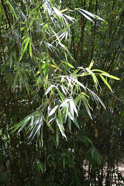 竹枫叶竹 竹树 植物 - 上的免费照片