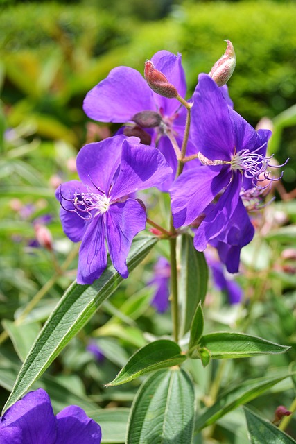 紫罗兰花 花朵 花 - 上的免费照片
