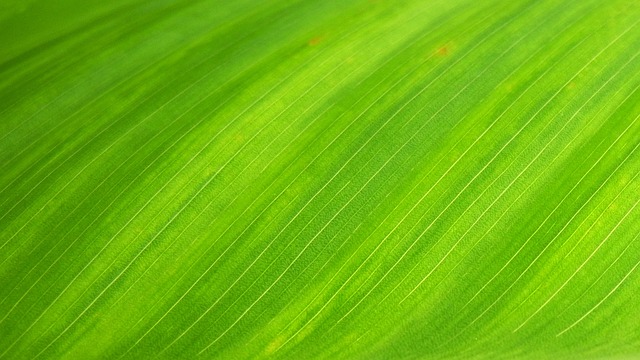 叶子 质地 绿色 - 上的免费照片