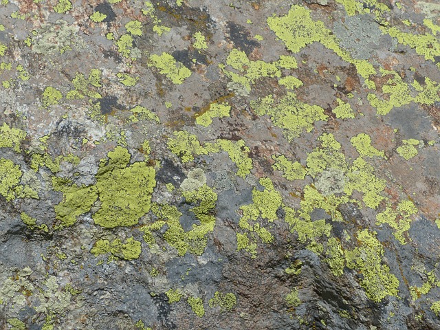 石头 地衣 岩石地衣 - 上的免费照片