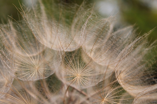 燕麦根 婆罗门 Porrifolius 野花 - 上的免费照片