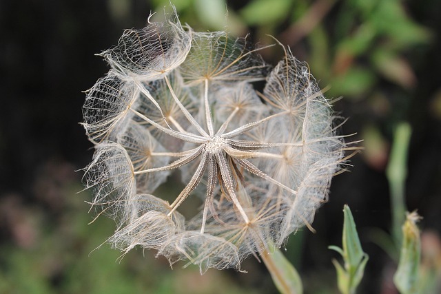 燕麦根 婆罗门 Porrifolius 野花 - 上的免费照片
