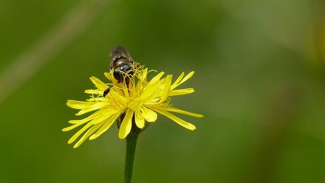 阿尔高 高山花 林 Hawkweed - 上的免费照片