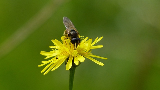 阿尔高 高山花 林 Hawkweed - 上的免费照片