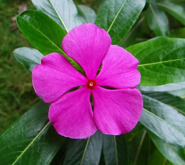 长春花 达瓦 印度 - 上的免费照片
