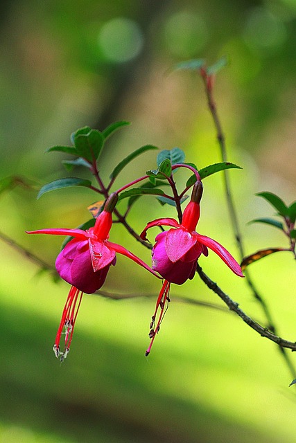 花 紫红色 马德琳 · - 上的免费照片