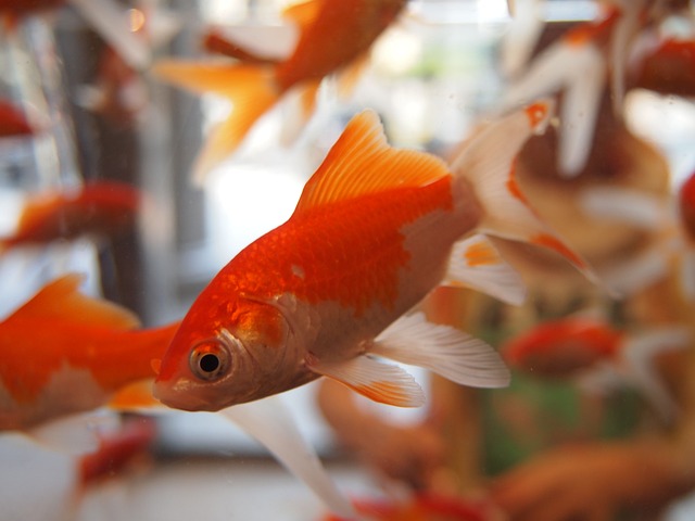 金鱼 水族馆 水下 - 上的免费照片