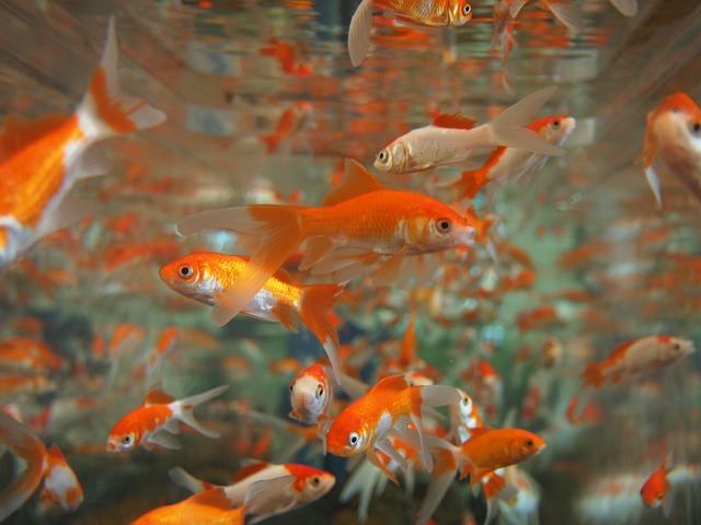 金鱼 水族馆 水下 - 上的免费照片
