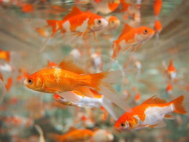 金鱼 水族馆 水下 - 上的免费照片