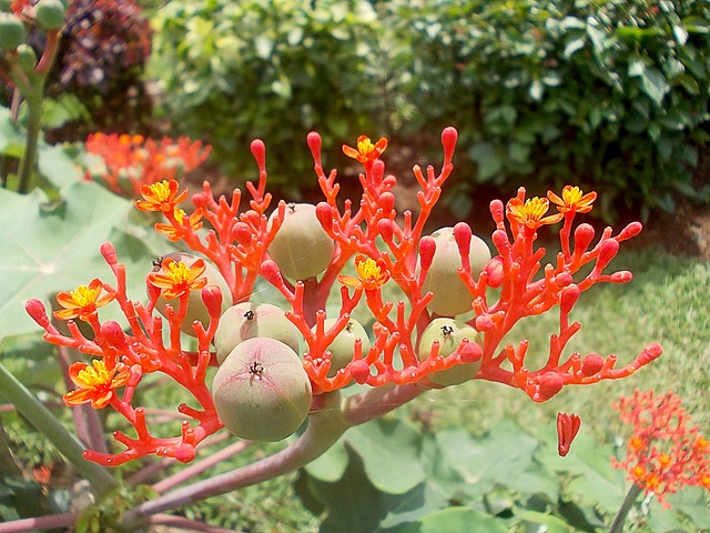 麻风树 花 红色的 - 上的免费照片